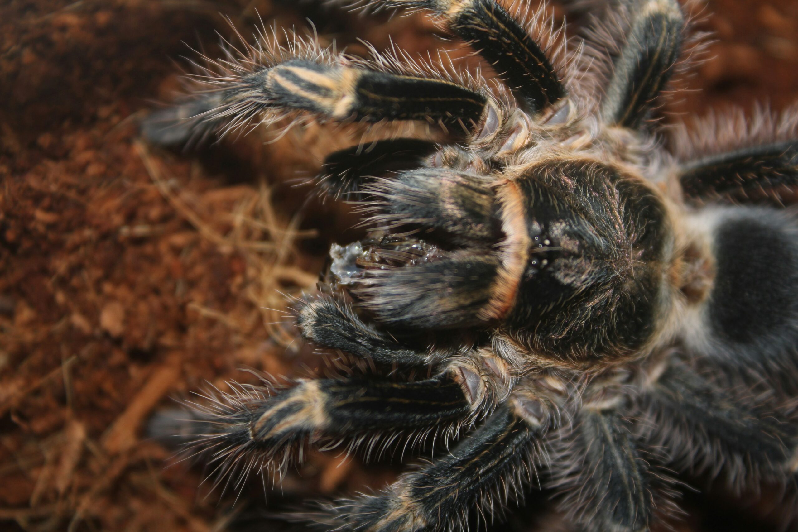 What issues do people encounter when attempting to keep a tarantula pet?