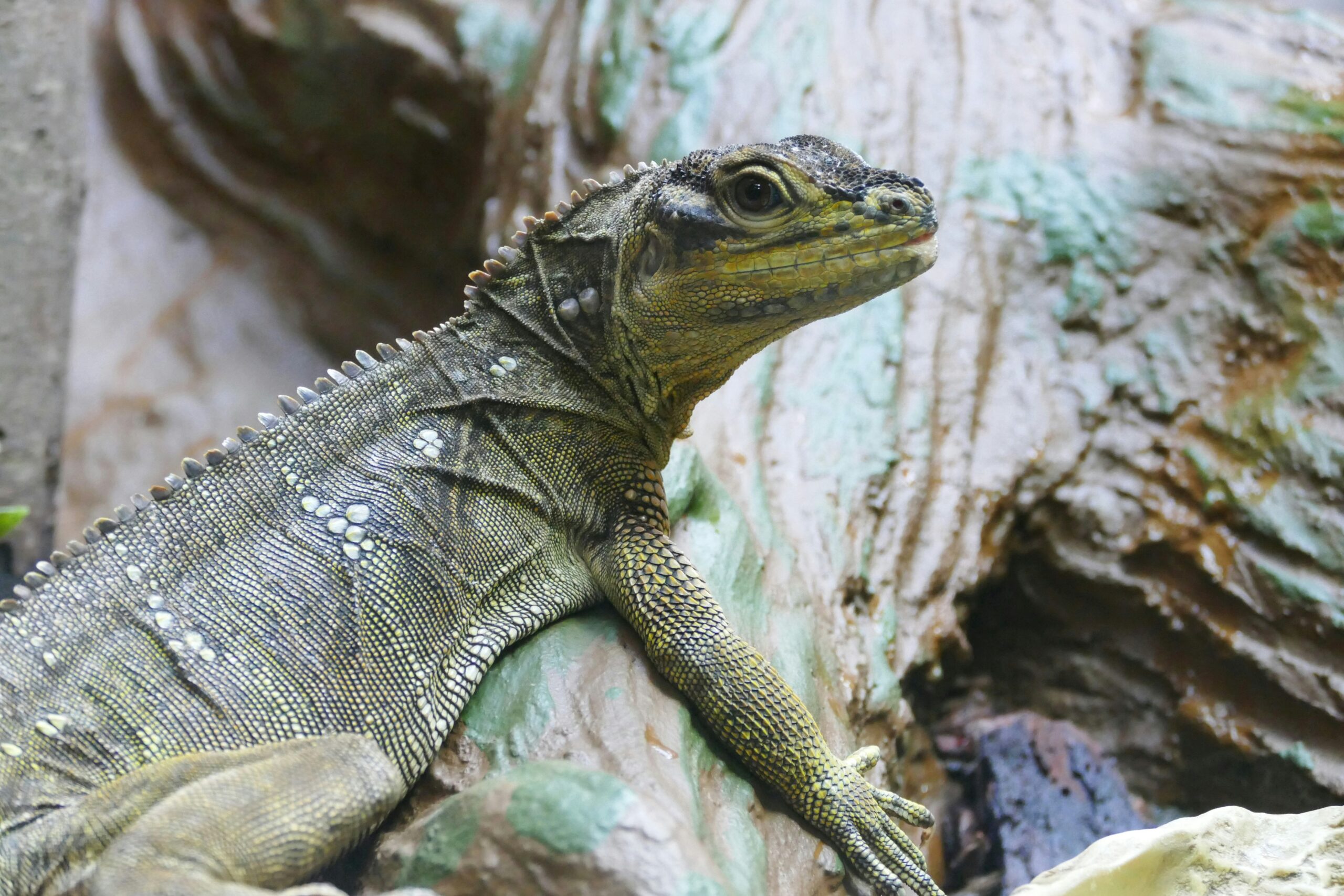 a lizard sitting on tree