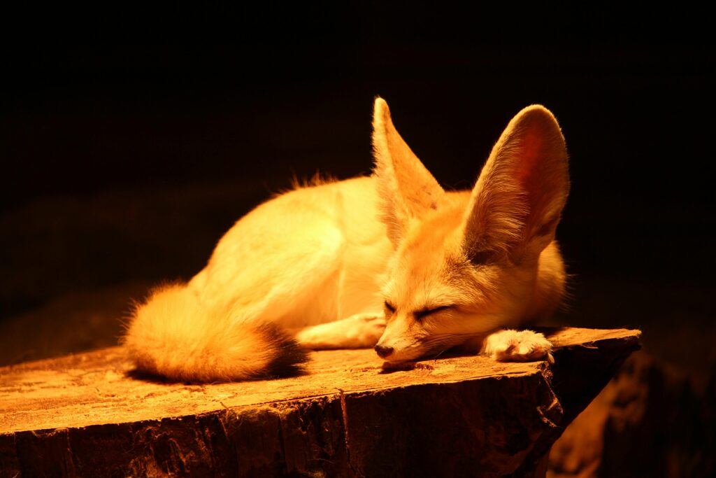  how temperaments of fennec foxes compare with domestic cats