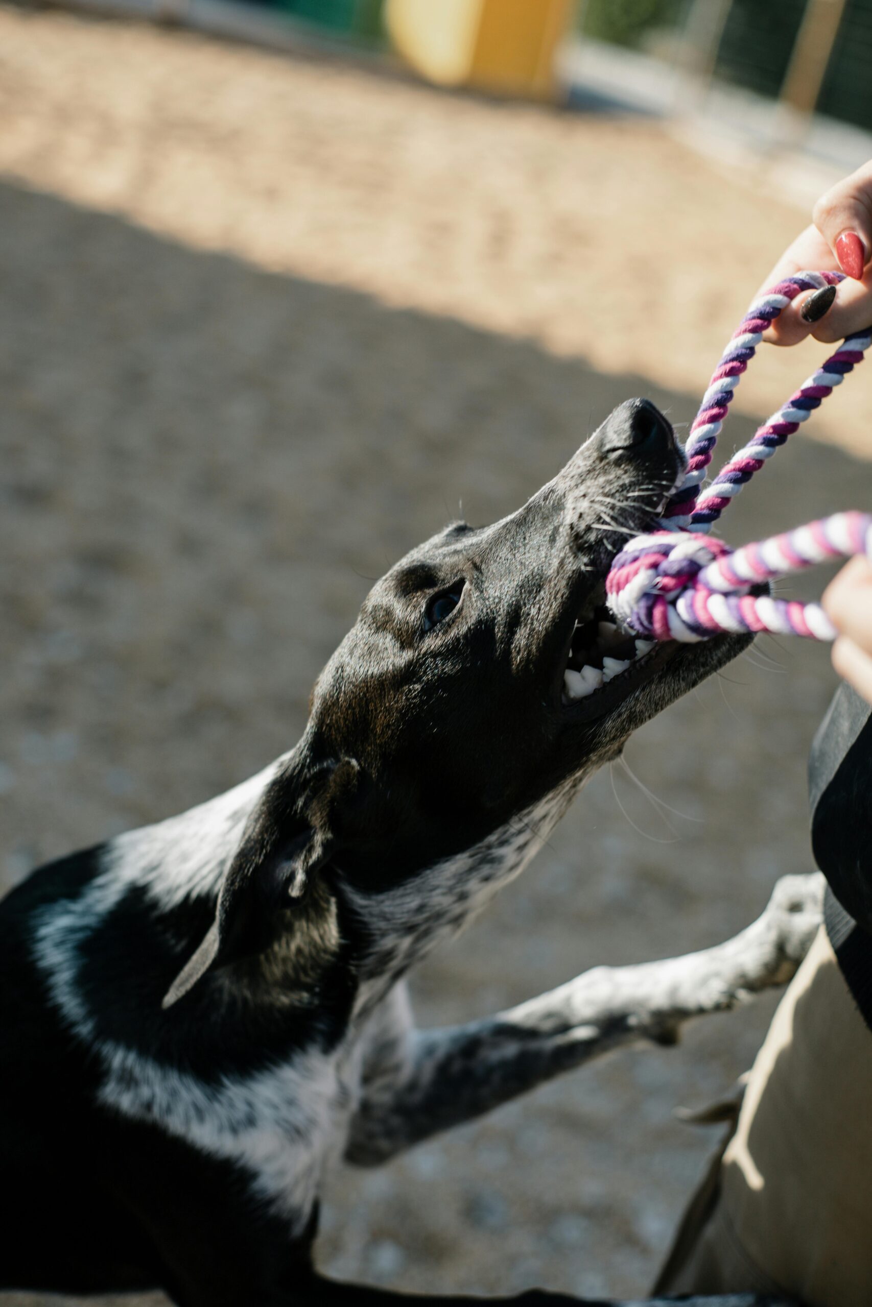 What attributes make a pet “crazy” or displaying “hyperactive” behavior?