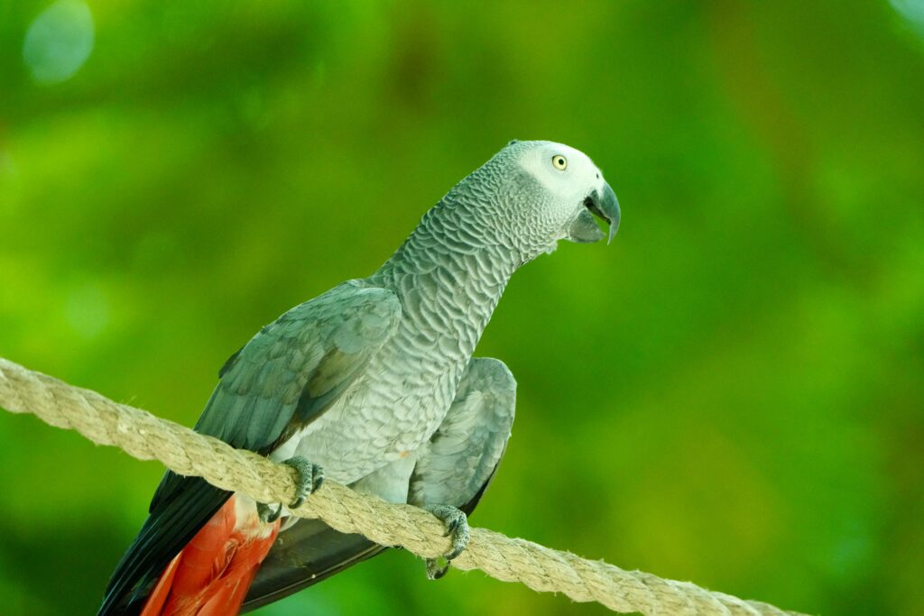 train my parrot to talk