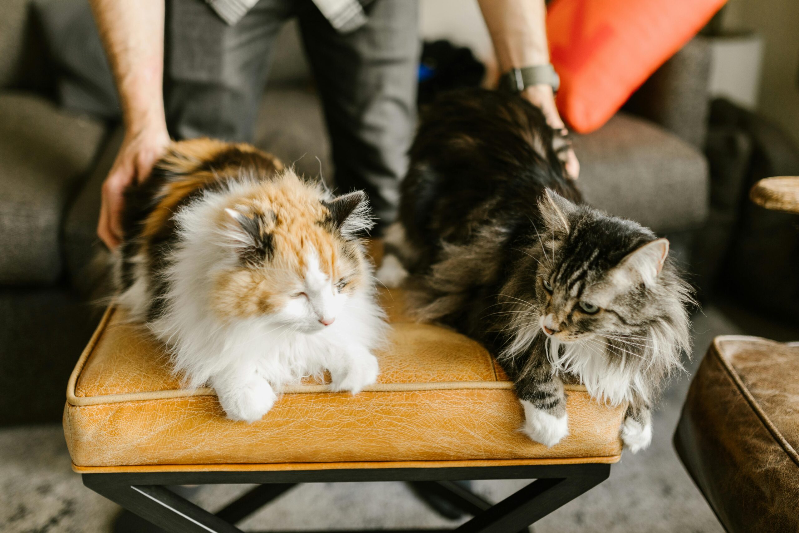 What Are the Most Popular Cat Breeds?