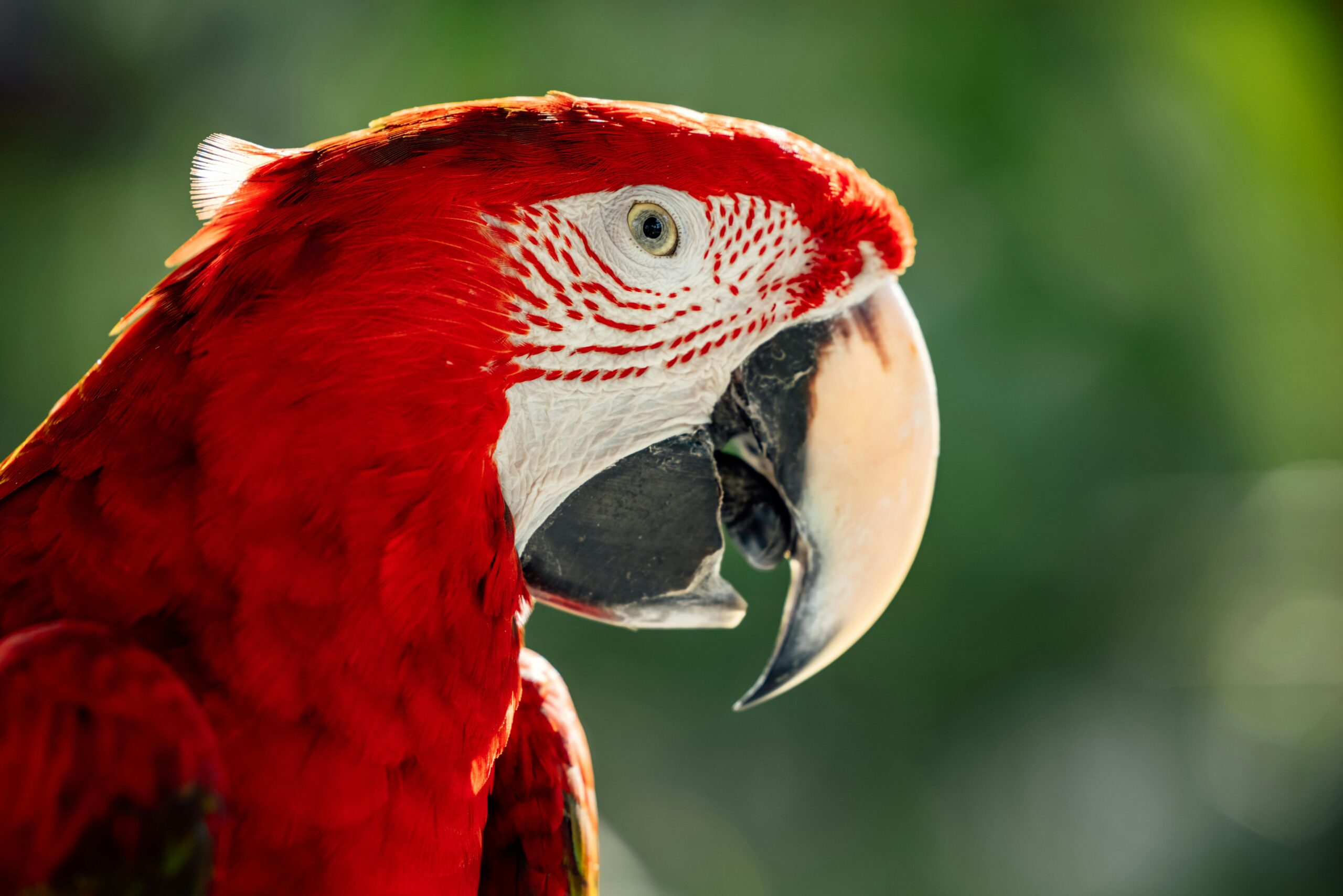   What represents the most sociable exotic pet?