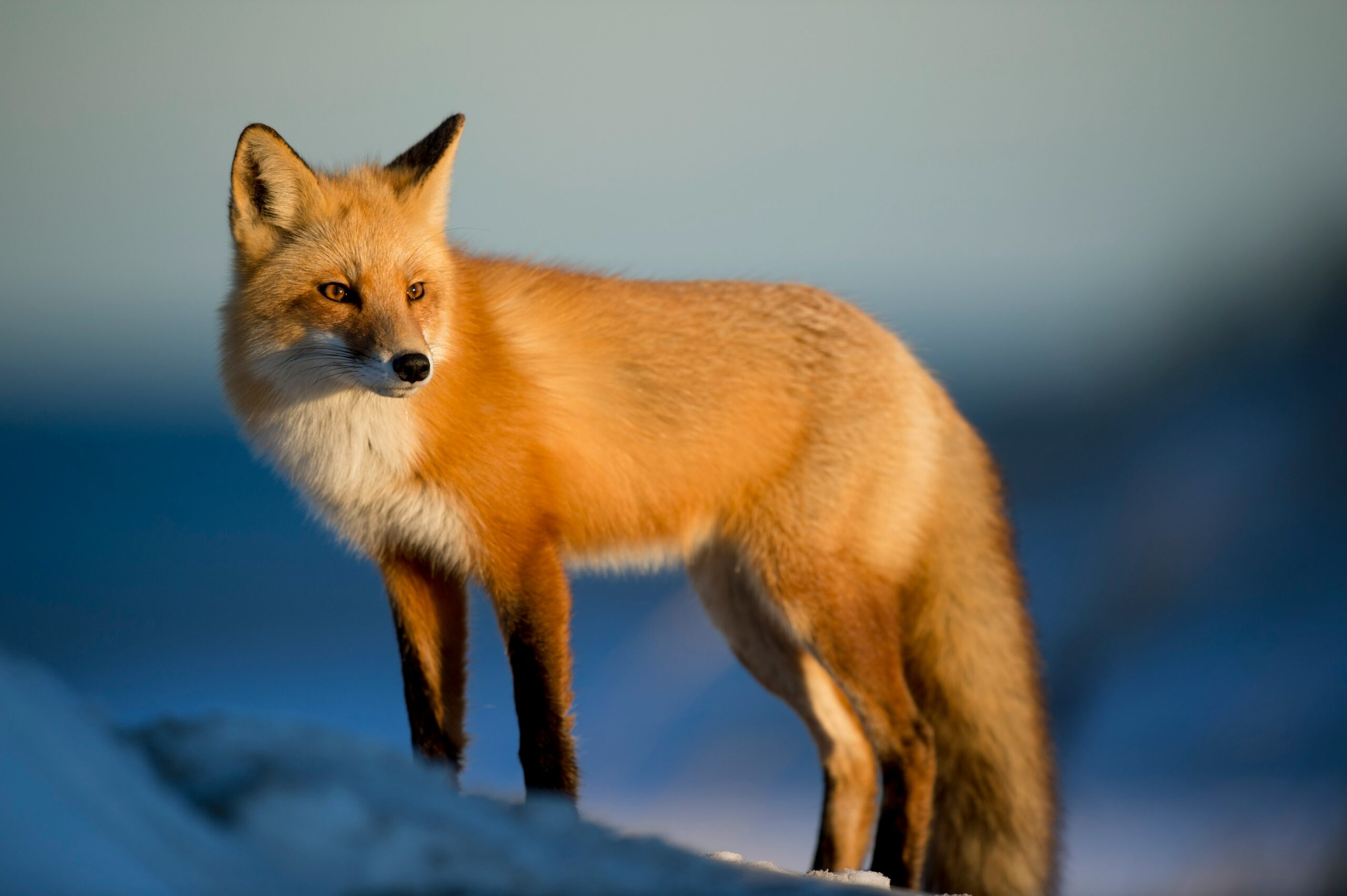 How do the temperaments of fennec foxes compare with those of domestic cats?