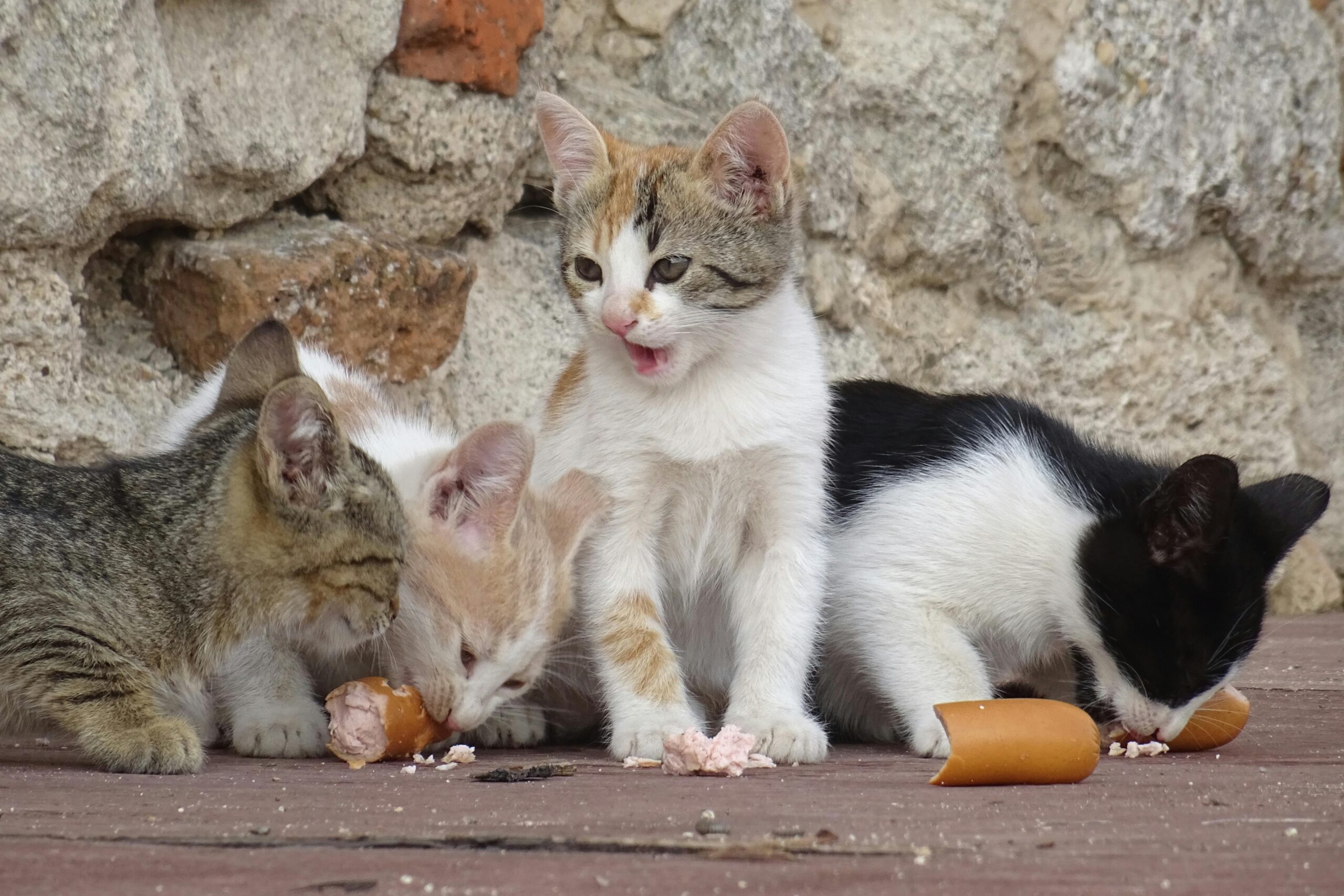 Why Do Animals Go Crazy for Food?