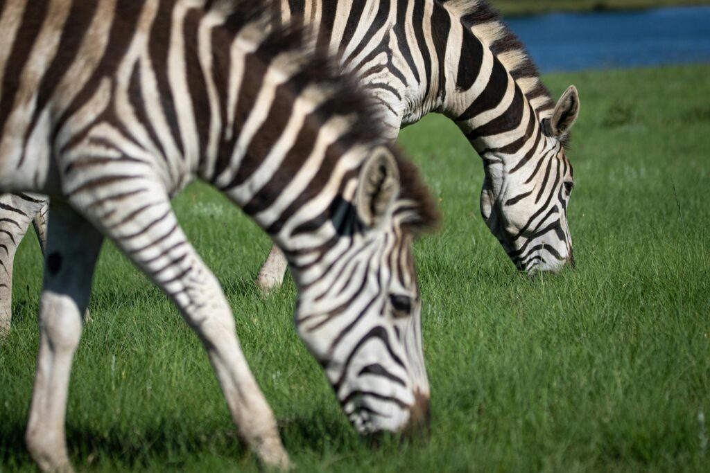 Animals go crazy for food